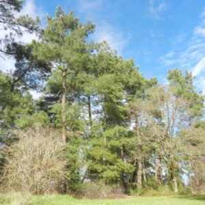 COSNAC – AU CALME – PINEDE DE 6.800 M2