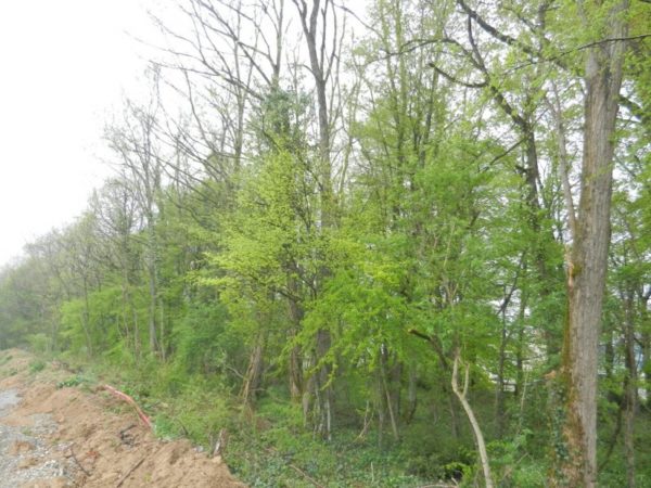 LIMITE BRIVE – TERRAIN DE 2805 M² – Image 2