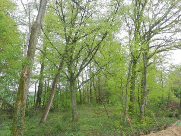 LIMITE BRIVE – TERRAIN DE 2805 M² – Image 3
