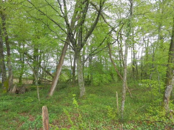 LIMITE BRIVE – TERRAIN DE 2805 M²