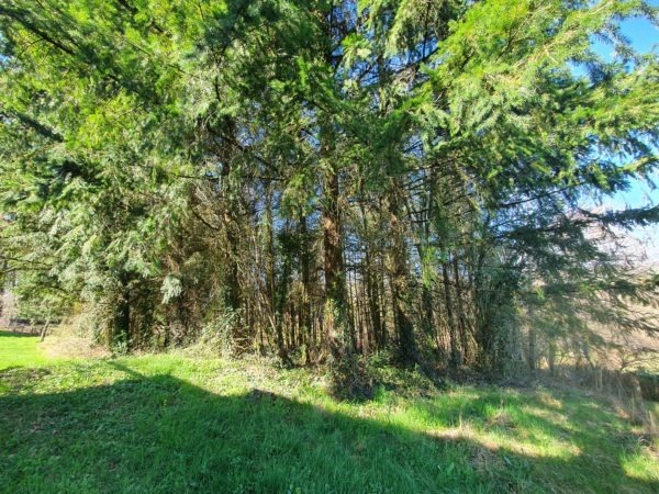 Saint Hilaire Peyroux, terrain boisé de 2050 m2 – Image 2