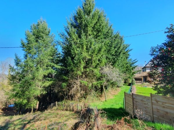 Saint Hilaire Peyroux, terrain boisé de 2050 m2