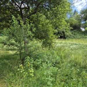 Brive, terrain de 2500 m²